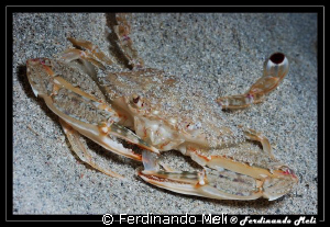 Lunch of a crab. by Ferdinando Meli 